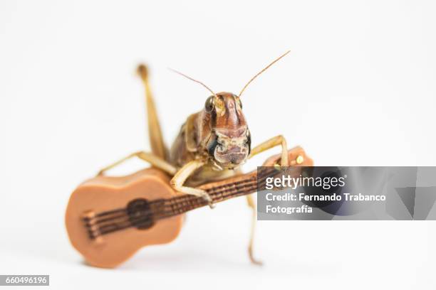 animal singing and playing the guitar in flamenco concert - syrsa insekt bildbanksfoton och bilder