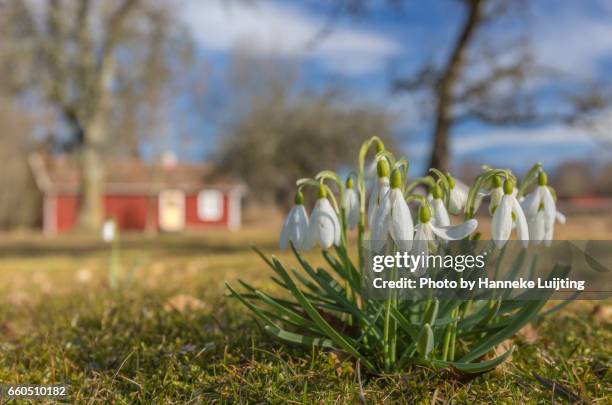snowdrops in the swedish countryside - maart stockfoto's en -beelden