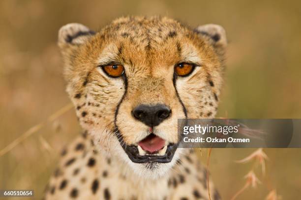 cheetah portrait - gepard stock-fotos und bilder