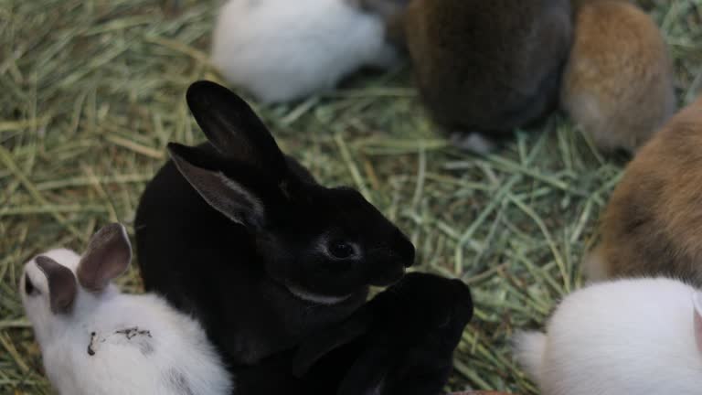 Video Rabbit Conten 650 Kids Playing With Rabbits Stock Videos, Footage, & 4K Video Clips ...
