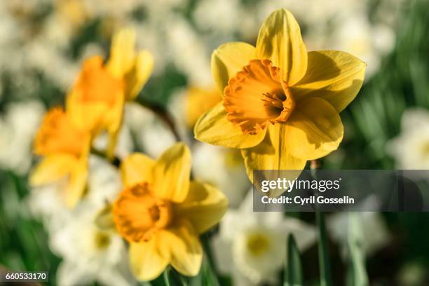 daffodils - narcissus cyclamineus imagens e fotografias de stock