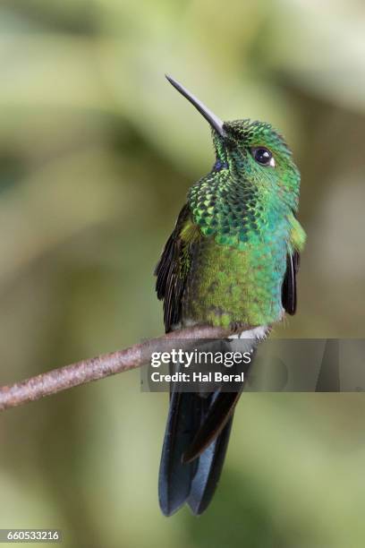 green-crowned brilliant hummingbird male - green crowned brilliant hummingbird stock pictures, royalty-free photos & images