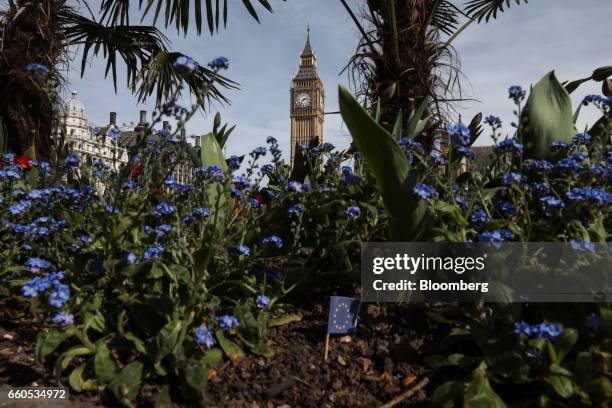 Elizabeth Tower, also known as Big Ben, and the Houses of Parliament stand over a flower bed in Parliament Square where a European Union flag stands...