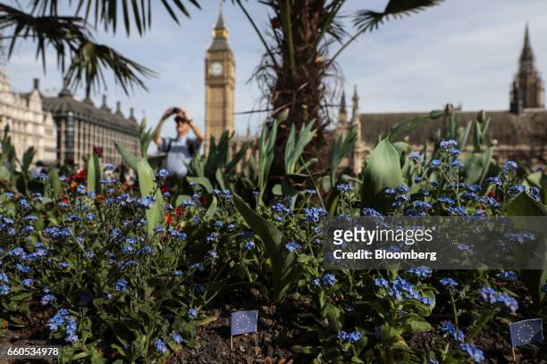 European Union flags sit in a flower bed in Parliament Square as a pedestrian takes a photograph in view of the Elizabeth Tower, also known as Big...