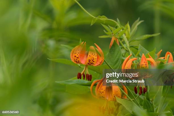 wild orange turk's cap lily - tiger lily flower stock-fotos und bilder