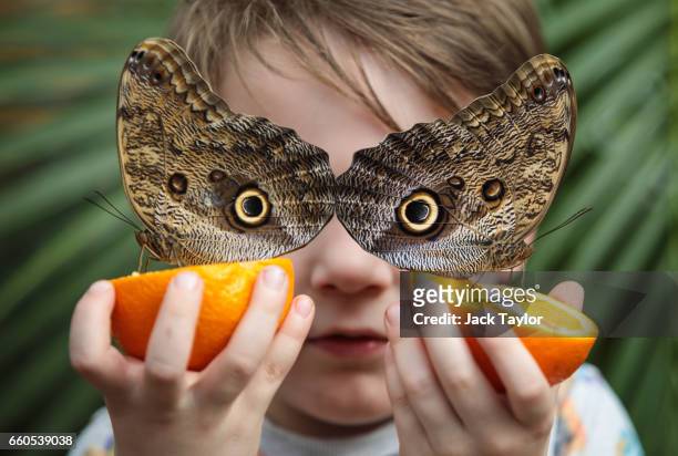 George Lewys, age 5, poses with two Forest Giant Owl butterflies sat on slices of oranges at the Natural History Museum on March 30, 2017 in London,...