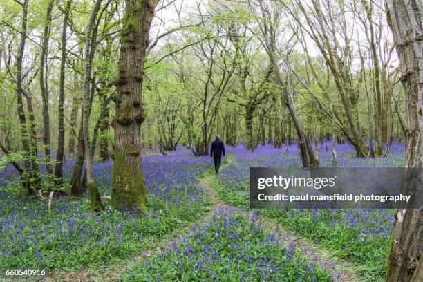 solitary man in bluebell word - bluebell wood fotografías e imágenes de stock