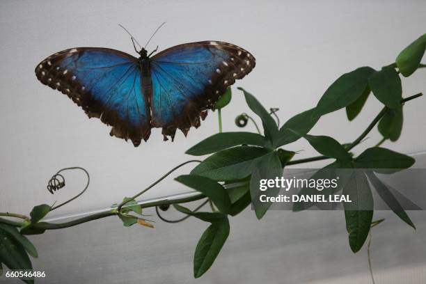 Blue Morpho butterfly is pictured during a photocall for the "Sensational Butterflies" exhbition at the Natural History Museum in London on March 30,...