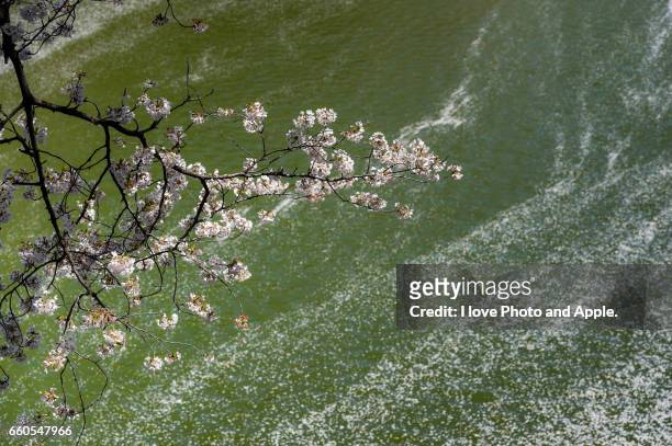 sakura spring scenery - 水に浮かぶ fotografías e imágenes de stock