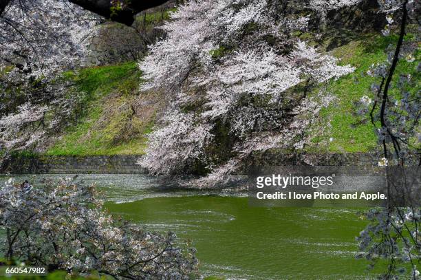 sakura spring scenery - 水に浮かぶ fotografías e imágenes de stock