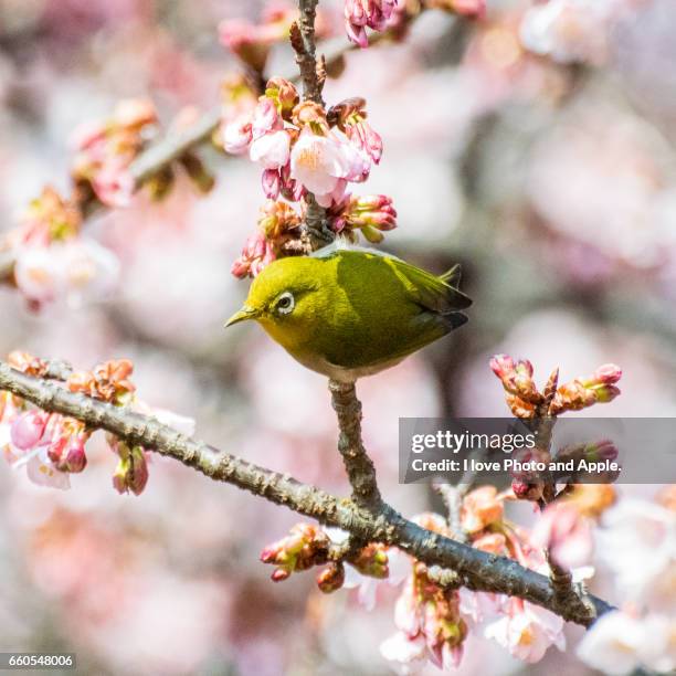 mejiro color on the sakura pink - 黄緑色 - fotografias e filmes do acervo