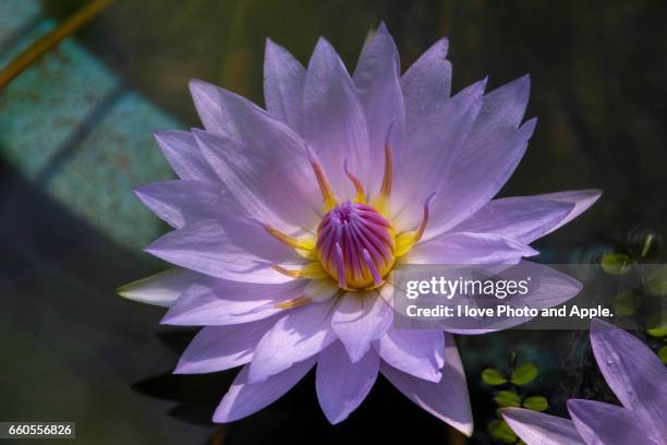 tropical water lily - 大阪市 fotografías e imágenes de stock
