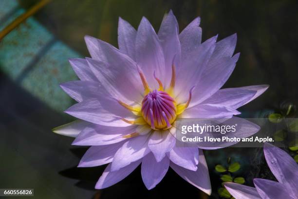 tropical water lily - 大阪市 stockfoto's en -beelden