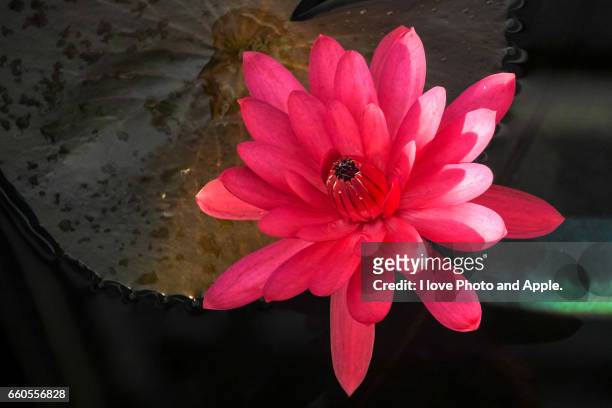 tropical water lily - 大阪市 stock-fotos und bilder