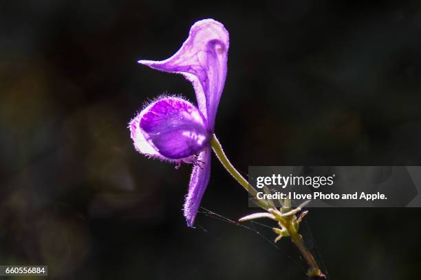 monkshood - 紺色 stock pictures, royalty-free photos & images