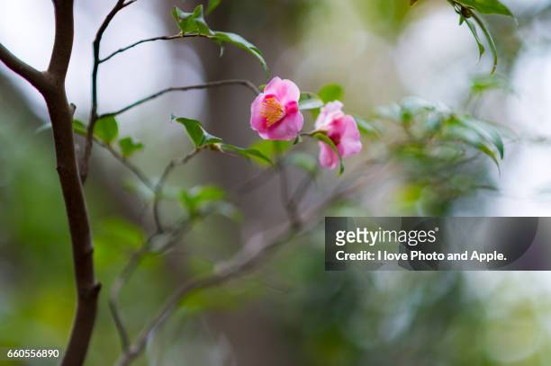 camellia flowers - デフォーカス photos et images de collection