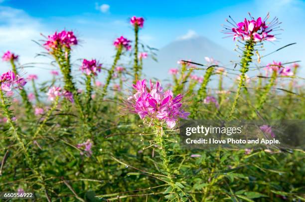 cleome and fuji - デフォーカス photos et images de collection