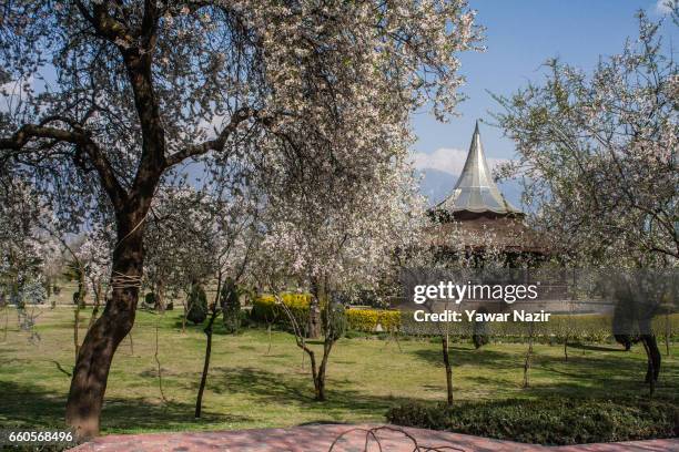 Locals stroll amid almond blossom trees which are in full bloom, in the Baadam Vaer or the Almond Alcove, during spring bloom, on March 30, 2017 in...