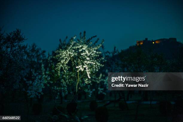 Locals stroll amid almond blossom trees which are in full bloom, in the Baadam Vaer or the Almond Alcove, during spring bloom, on March 30, 2017 in...