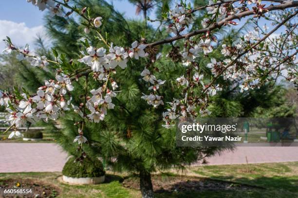 Locals stroll amid almond blossom trees which are in full bloom, in the Baadam Vaer or the Almond Alcove, during spring bloom, on March 30, 2017 in...