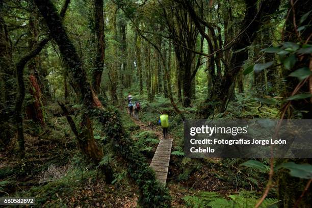 trekking through the lush green forest of tagua tagua park - tiempo atmosférico 個照片及圖片檔