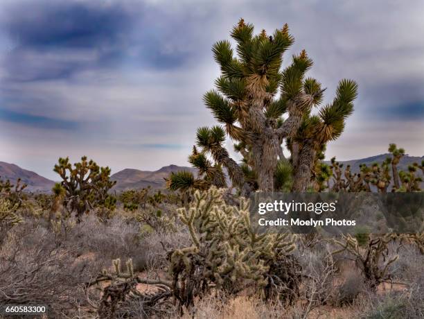 red rock canyon national conservation area-nevada 0027 - cactus cholla fotografías e imágenes de stock