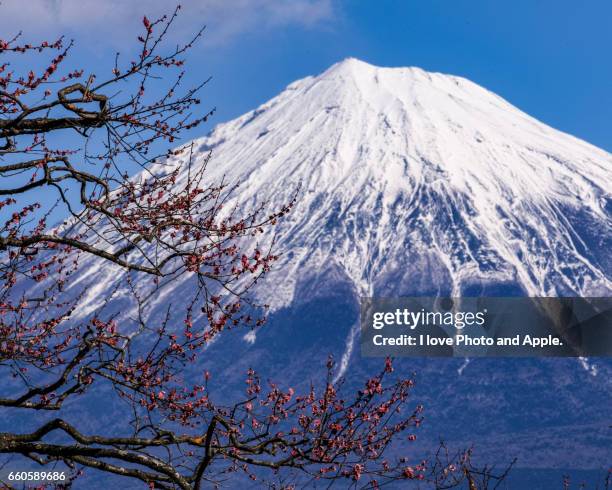 red plum blossoms and fuji - 静岡県 stock-fotos und bilder