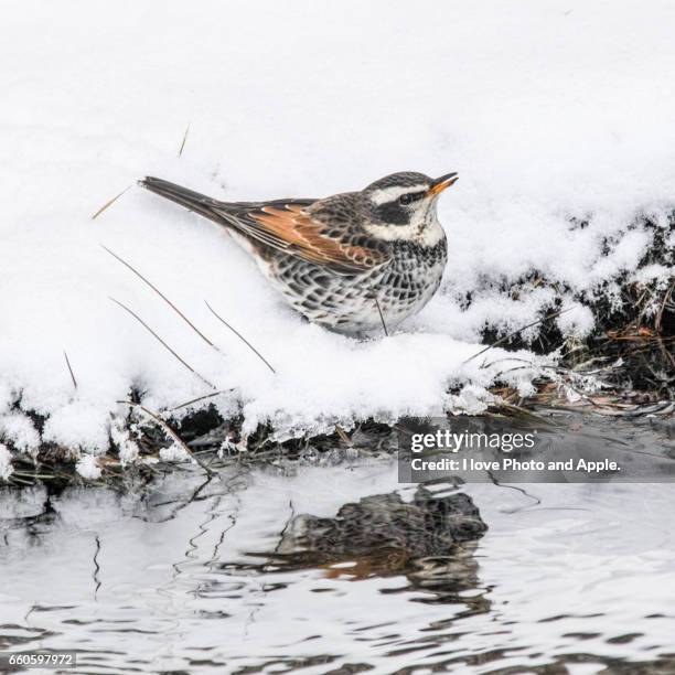 dusky thrush on the snow - 鳥 stockfoto's en -beelden