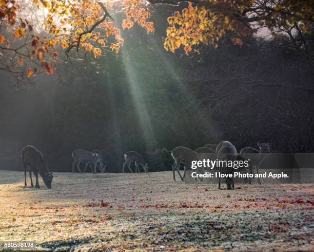 autumn morning of nara park - 木漏れ日 imagens e fotografias de stock