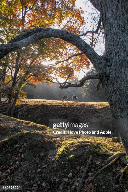 autumn morning of nara park - 木漏れ日 imagens e fotografias de stock