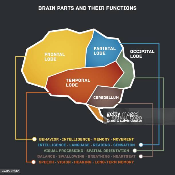 brain parts and their functions - frontal lobe stock illustrations