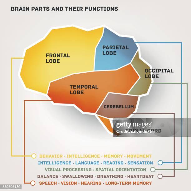 Brain Spatial Part Spatial Orientation Photos and Premium High Res Pictures - Getty Images