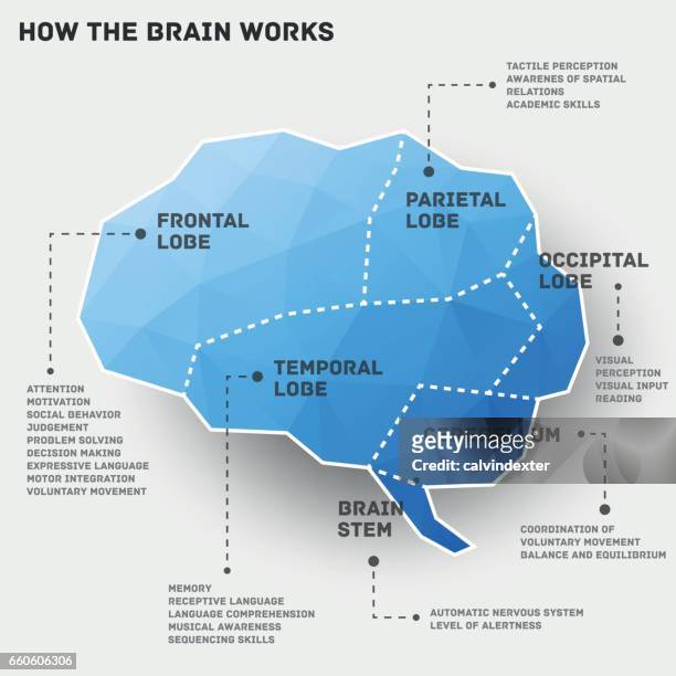 how the brain works infographic design - frontal lobe stock illustrations