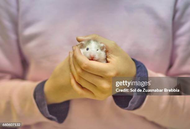 little syrian hamster peeking out of a girl's hands - mirando a la cámara stockfoto's en -beelden