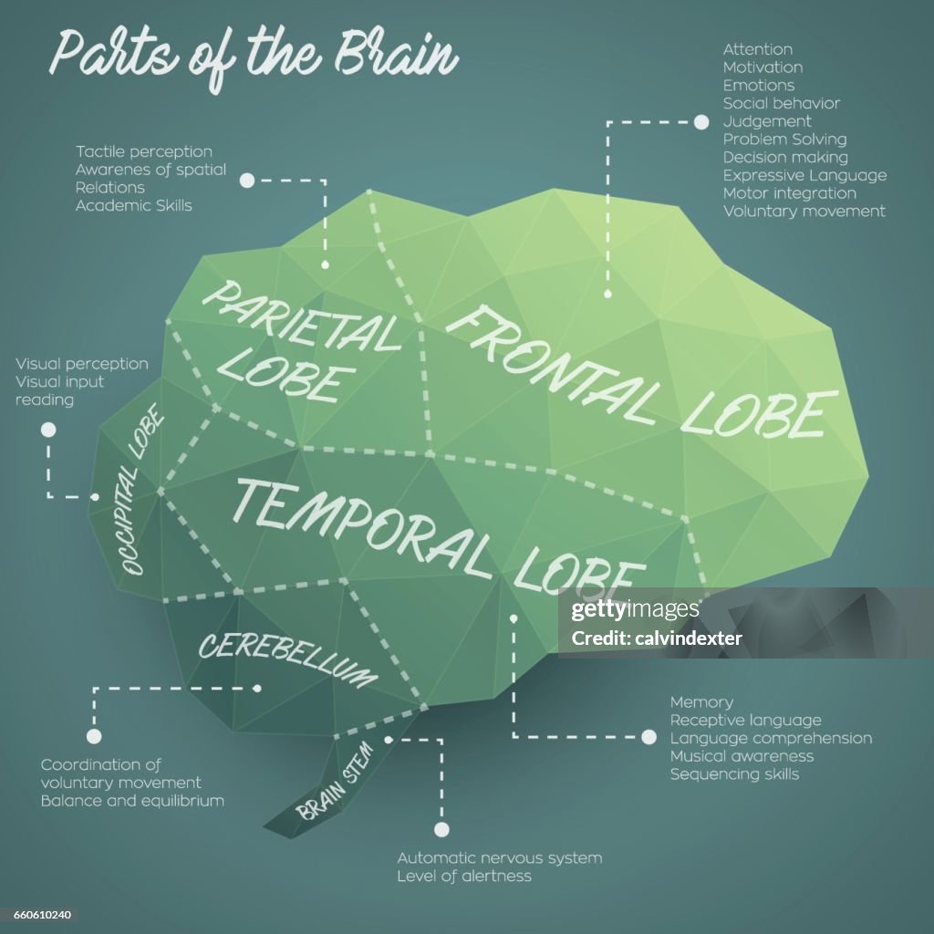 Parts of the brain infographic design