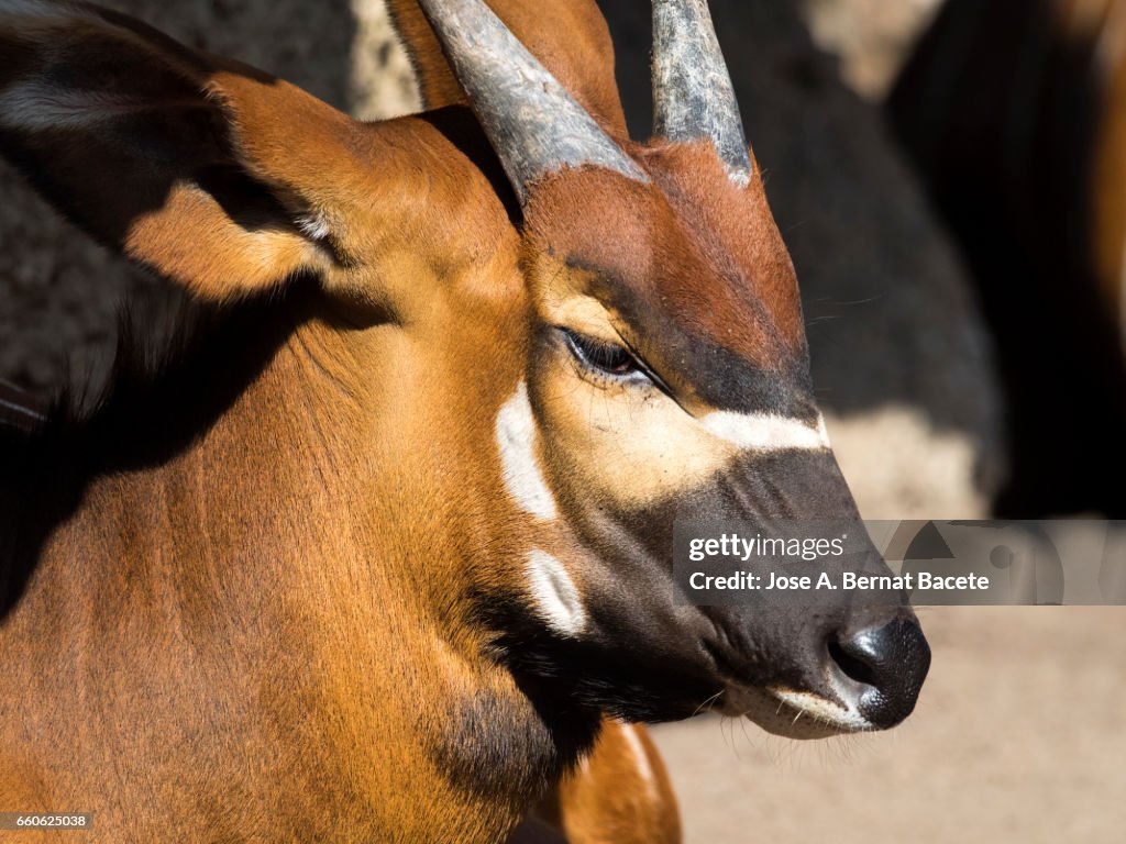 Sitatunga antelope close up side view, Male, (Tragelaphus spekii)