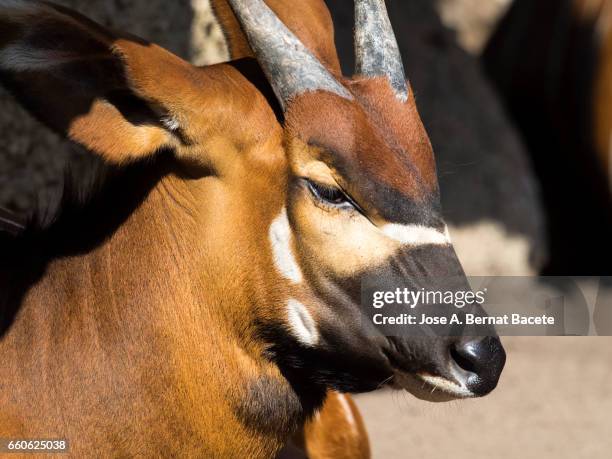 sitatunga antelope close up side view, male, (tragelaphus spekii) - acostado imagens e fotografias de stock