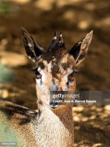 klipspringer (oreotragus oreotragus) - mamífero ungulado 個照片及圖片檔