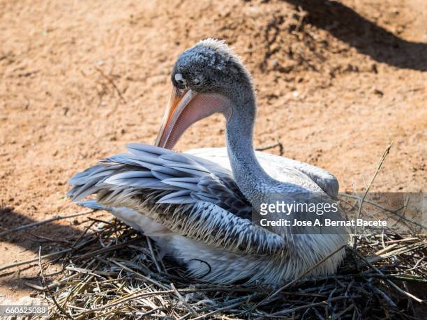 marabou stork (leptoptilos crumenifer), incubating eggs in their nest - animales salvajes stock pictures, royalty-free photos & images