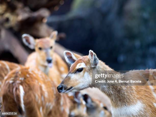 sitatunga (tragelaphus spekii), herd of animals drinking inside a river - rayado photos et images de collection