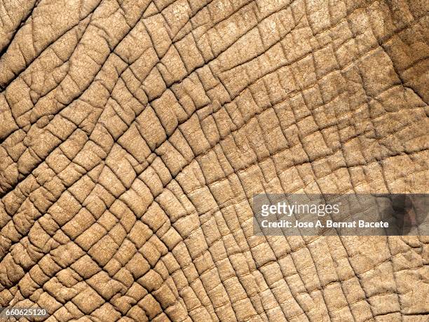 close-up of elephant skin illuminated by sunlight - arrugado stock-fotos und bilder
