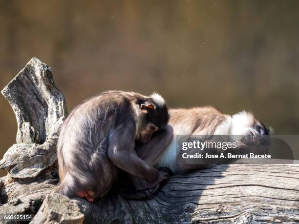 close up of mangabey gray of white crown (cercocebus atys lunulatus), baboon ,animal female with his son sleeping and resting on a trunk - acostado boca abajo 個照片及圖片檔