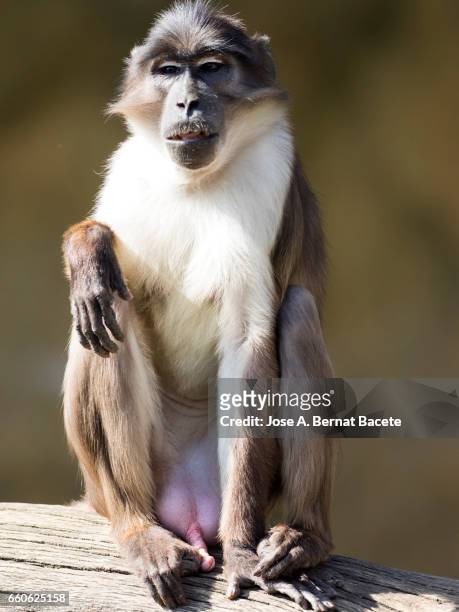 close up of mangabey gray of white crown (cercocebus atys lunulatus) baboon - animales salvajes stock pictures, royalty-free photos & images