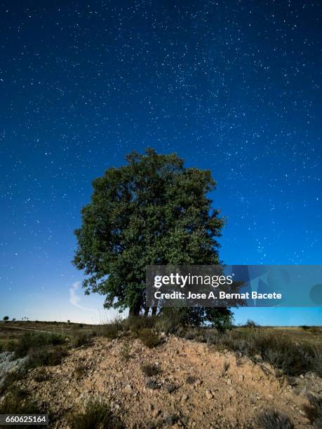 holm oak on a small mound of earth in the field a night of blue sky with stars - iluminado stock-fotos und bilder