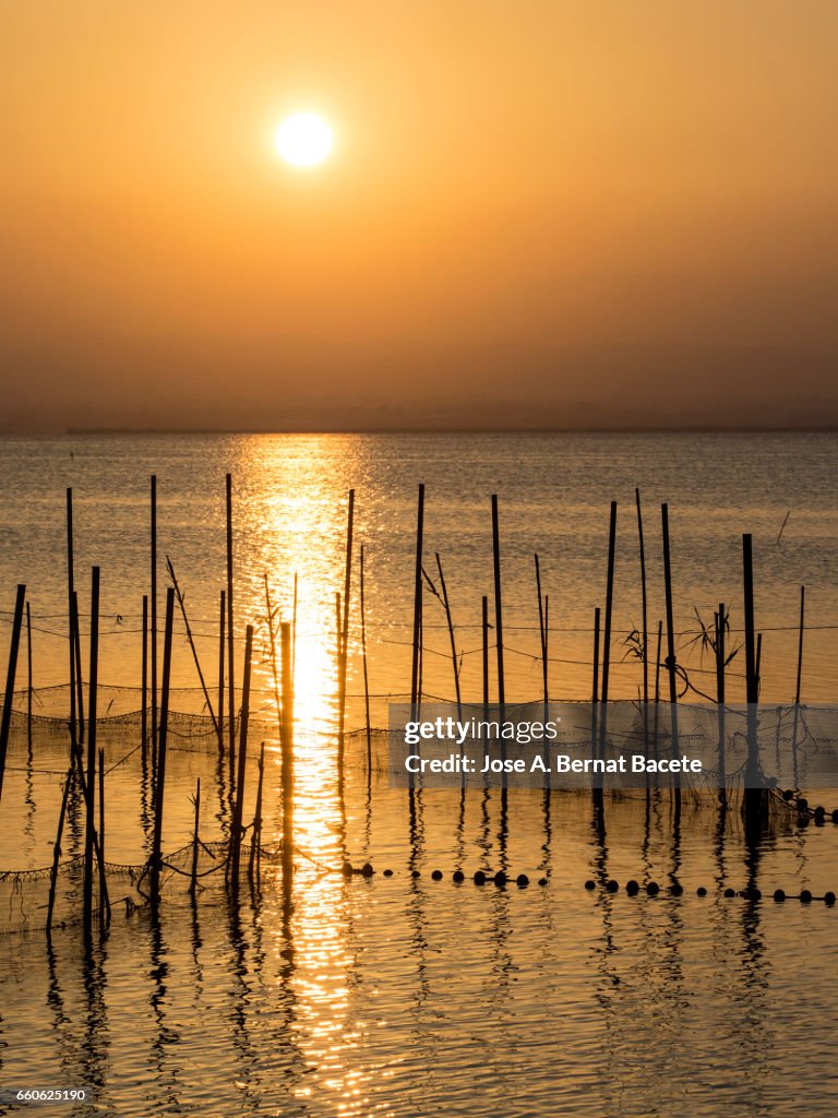 Sunset in Albufera lake, with sticks and handcrafted traps for the fishing, with a boat of wood with passengers in the lake , near Valencia, Spain.