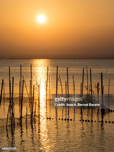 sunset in albufera lake, with sticks and handcrafted traps for the fishing, with a boat of wood with passengers in the lake , near valencia, spain. - idílico 個照片及圖片檔