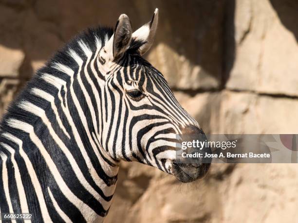 close-up of zebra - mirar fijamente 個照片及圖片檔