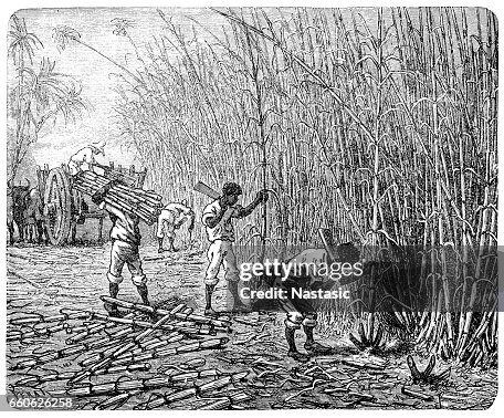 African slaves processing sugar cane African slaves processing sugar cane