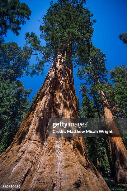 352 General Noble Tree Stock Photos, High-Res Pictures, and Images ...