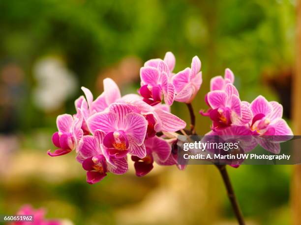 orchids (phalaenopsis) - moth orchid imagens e fotografias de stock